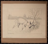 Eugen Osswald - Junger Rehbock - undatiert -...