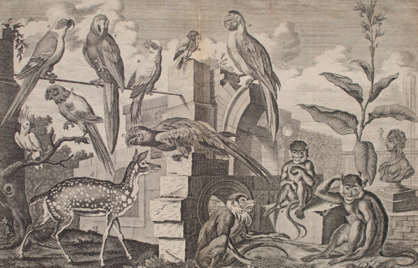 Johann Balthasar probst - Représentation des animaux […] - undatiert - Radierung auf Büttenpapier