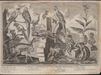 Johann Balthasar probst - Représentation des animaux […] - undatiert - Radierung auf Büttenpapier