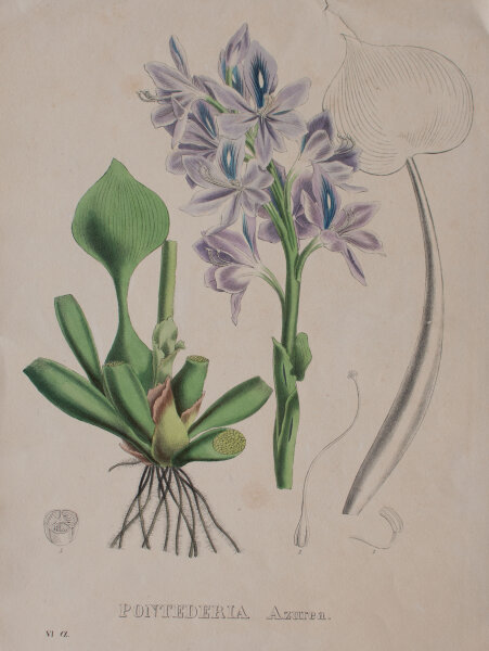 unbekannt - Pontederia Azurea - undatiert - kolorierte Lithografie