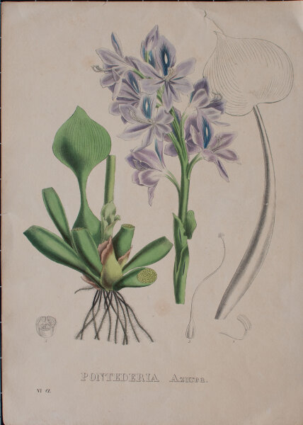 unbekannt - Pontederia Azurea - undatiert - kolorierte Lithografie
