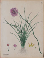 unbekannt - Sowerbia Juncea - undatiert - kolorierte Lithografie