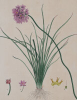 unbekannt - Sowerbia Juncea - undatiert - kolorierte Lithografie