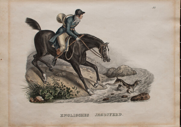 Joseph Brodtmann - Englisches Pferd - undatiert - kolorierte Lithografie