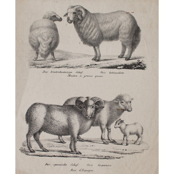 Joseph Brodtmann - Das breitschwänzige Schaf. Das spanische Schaf - undatiert - Lithografie auf Büttenpapier
