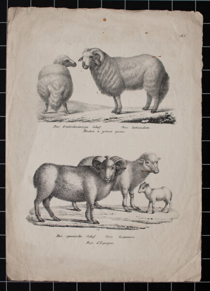 Joseph Brodtmann - Das breitschwänzige Schaf. Das spanische Schaf - undatiert - Lithografie auf Büttenpapier