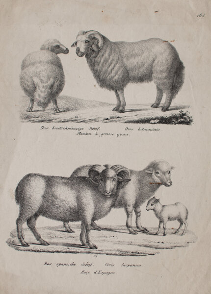 Joseph Brodtmann - Das breitschwänzige Schaf. Das spanische Schaf - undatiert - Lithografie auf Büttenpapier