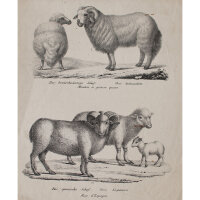 Joseph Brodtmann - Das breitschwänzige Schaf. Das...