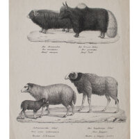 Joseph Brodtmann - Der Bisamochse. Das angbeinige Schaf -...