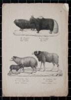 Joseph Brodtmann - Der Bisamochse. Das angbeinige Schaf -...