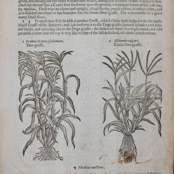 unbekannt - Zyperngras. The Herball or Generall historie of plantes - undatiert - Kupferstich