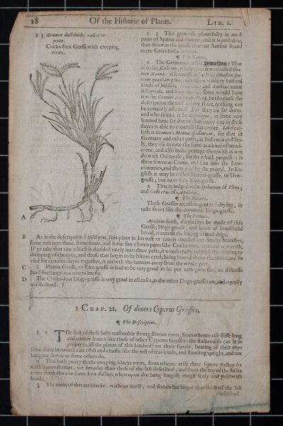 unbekannt - Zyperngras. The Herball or Generall historie of plantes - undatiert - Kupferstich