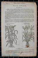 unbekannt - Zyperngras. The Herball or Generall historie...