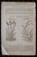 unbekannt - Quecke. The Herball or Generall historie of...