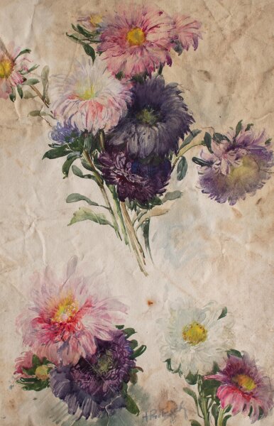 Hans Pretzsch - Astern - 1906 - Aquarell auf Büttenpapier