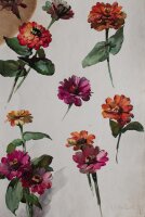 Hans Pretzsch - Zinnien - undatiert - Aquarell auf...