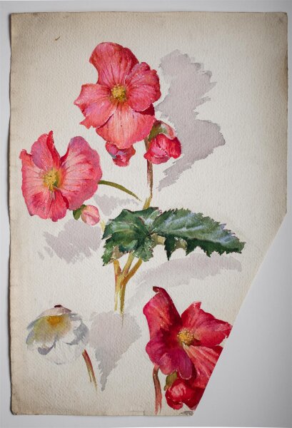 Hans Pretzsch - Begonien - undatiert - Aquarell