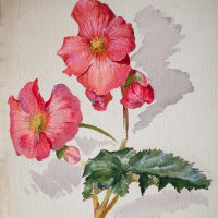Hans Pretzsch - Begonien - undatiert - Aquarell