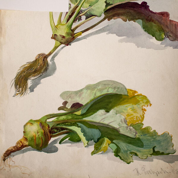 Hans Pretzsch - Kohlrabi - 1905 - Aquarell