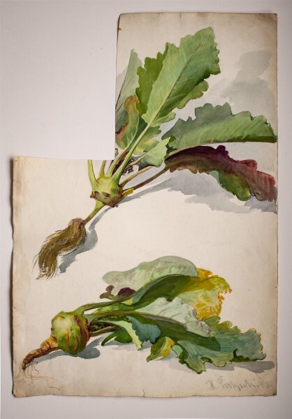 Hans Pretzsch - Kohlrabi - 1905 - Aquarell
