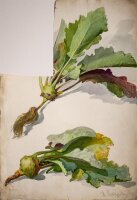 Hans Pretzsch - Kohlrabi - 1905 - Aquarell