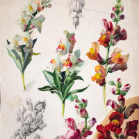 Hans Pretzsch - Löwenmäulchen - undatiert -...