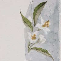 unbekannt - Blütenzweig - ohne Jahr - Aquarell auf...