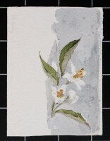 unbekannt - Blütenzweig - ohne Jahr - Aquarell auf...