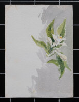 unbekannt - Blütenzweig - ohne Jahr - Aquarell auf...