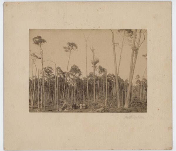 Unbekannt - Wald bei Iquique - undatiert - Fotografie