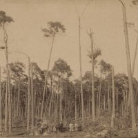 Unbekannt - Wald bei Iquique - undatiert - Fotografie