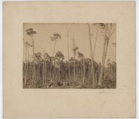 Unbekannt - Wald bei Iquique - undatiert - Fotografie