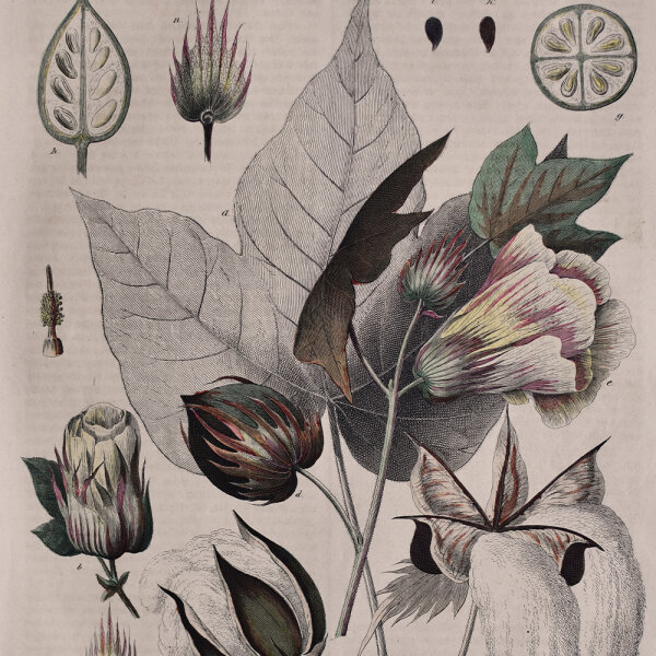 L. Fleischmann - Enzyklopädische Bildtafel - undatiert - Kupferstich in altem Kolorit