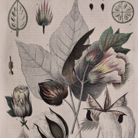 L. Fleischmann - Enzyklopädische Bildtafel -...