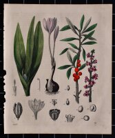 unbekannt - Enzyklopädische Bildtafel - undatiert -...