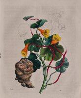 unbekannt - Enzyklopädische Bildtafel - undatiert - Kupferstich in altem Kolorit