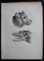 Jean Baptiste Huët - Löwen - undatiert -...