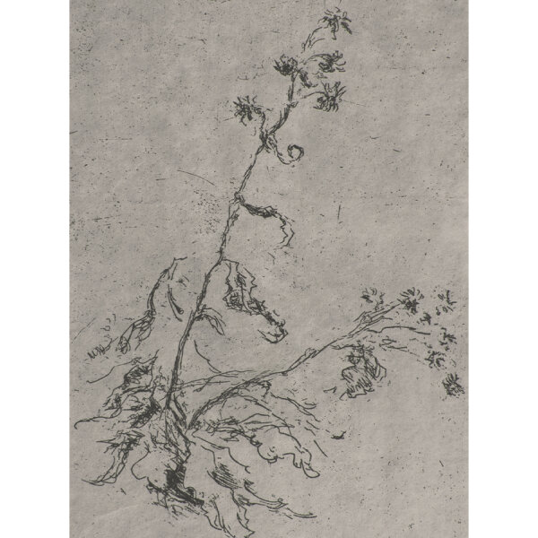 Hans Dietmann - Pflanzenstudie - undatiert - Radierung auf Büttenpapier