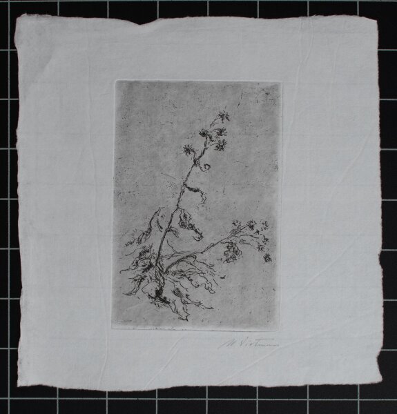Hans Dietmann - Pflanzenstudie - undatiert - Radierung auf Büttenpapier