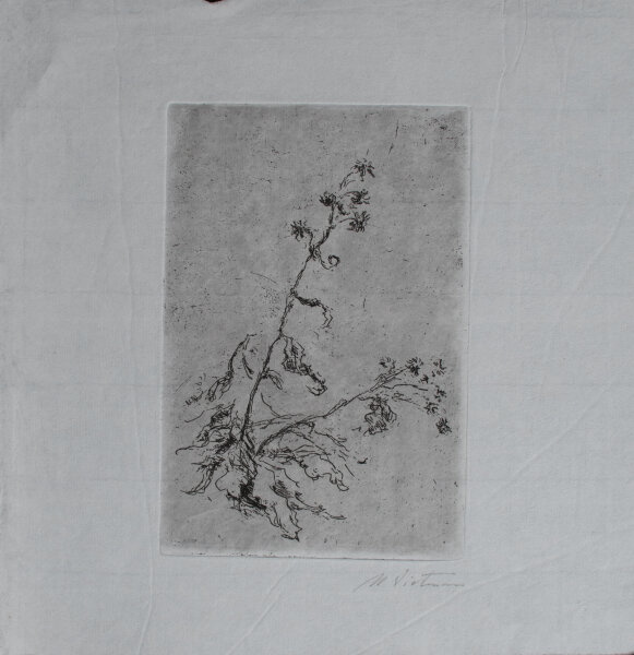 Hans Dietmann - Pflanzenstudie - undatiert - Radierung auf Büttenpapier