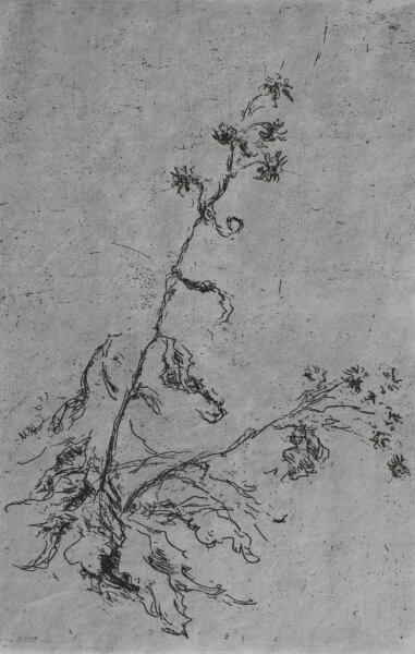Hans Dietmann - Pflanzenstudie - undatiert - Radierung auf Büttenpapier