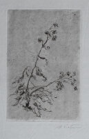 Hans Dietmann - Pflanzenstudie - undatiert - Radierung auf Büttenpapier