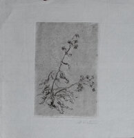 Hans Dietmann - Pflanzenstudie - undatiert - Radierung auf Büttenpapier