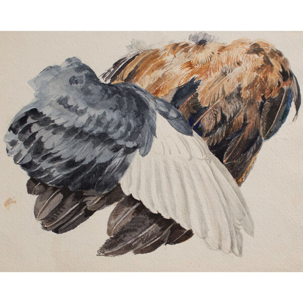 unbekannt - Gefiederstudie - undatiert - Aquarell
