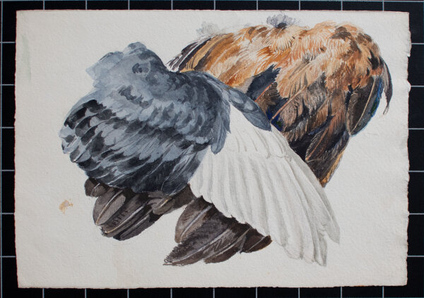 unbekannt - Gefiederstudie - undatiert - Aquarell
