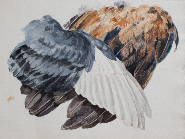 unbekannt - Gefiederstudie - undatiert - Aquarell
