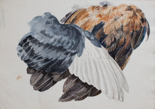 unbekannt - Gefiederstudie - undatiert - Aquarell