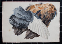 unbekannt - Gefiederstudie - undatiert - Aquarell