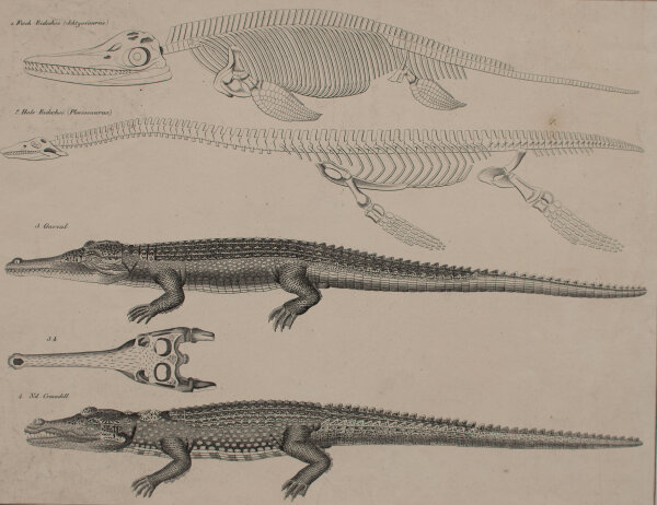 Th. Soltikow - Fisch-Lurche und Crocodille - undatiert - Lithografie