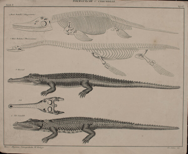 Th. Soltikow - Fisch-Lurche und Crocodille - undatiert - Lithografie